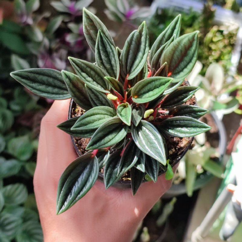 Tanaman Hias Peperomia Rosso Hijau Daun Unik Murah
