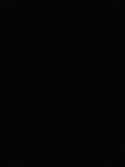 Tanaman Hias Herbal Sirih Merah