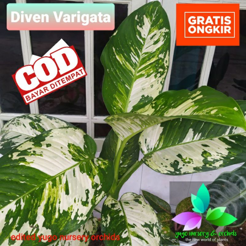 Diven Varigata Daun JUMBO