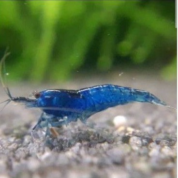 Hiasan Aquarium Udang Blue Diamond