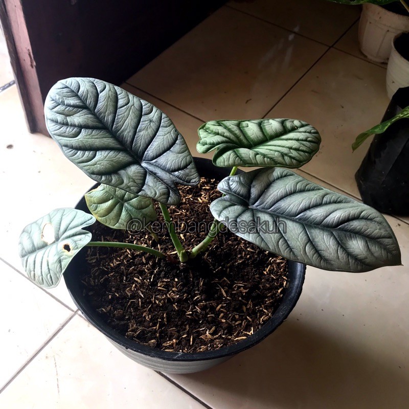 ALOCASIA DRAGON SCALE SILVER DAUN LEBAR