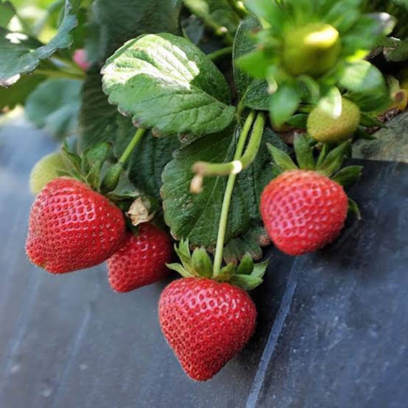 Bibit Tanaman Buah Strawberry California Siap Berbuah/ Bibit Stroberi Murah Berkualitas-3