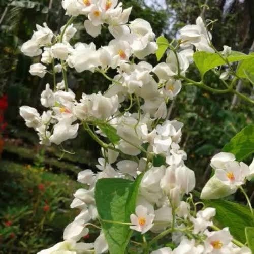 Biji Benih Bibit Bunga Merambat Chain Of Love Air Mata Pengantin Putih - AMP Putih