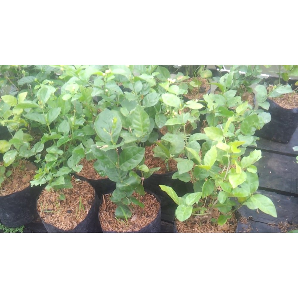 Bibit Bunga Melati