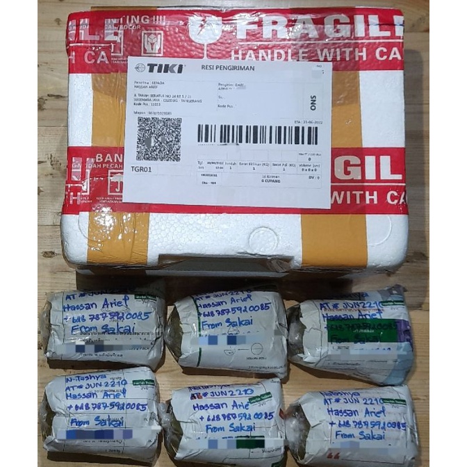 IKAN CUPANG ADUAN SAKAI FIGHTER FEMALE ORI IMPORT THAILAND SERIE D214