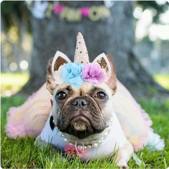 Topi Headband Anjing Unicorn / Pet Unicorn Headwear Costume