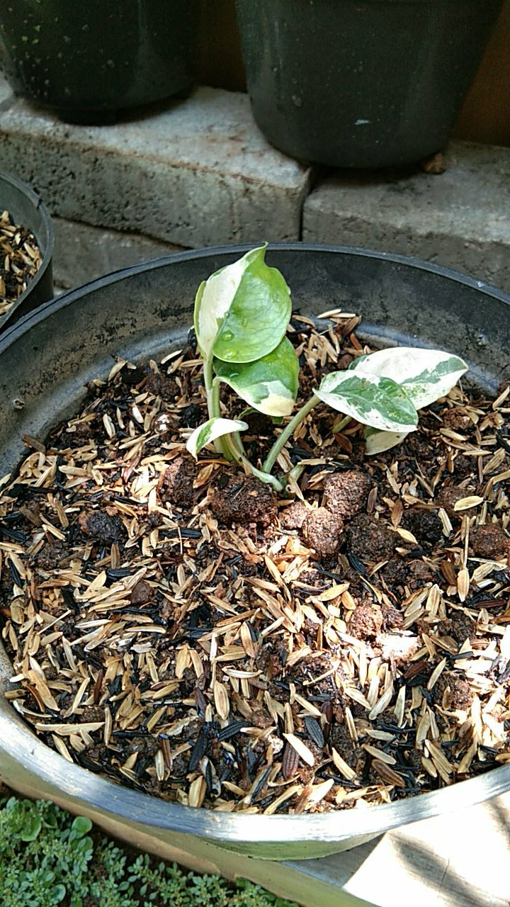 Tanaman Hias Sirih Gading Enjoy - Pohon Sirih Gading Koin - Tanaman Gantung Merambat