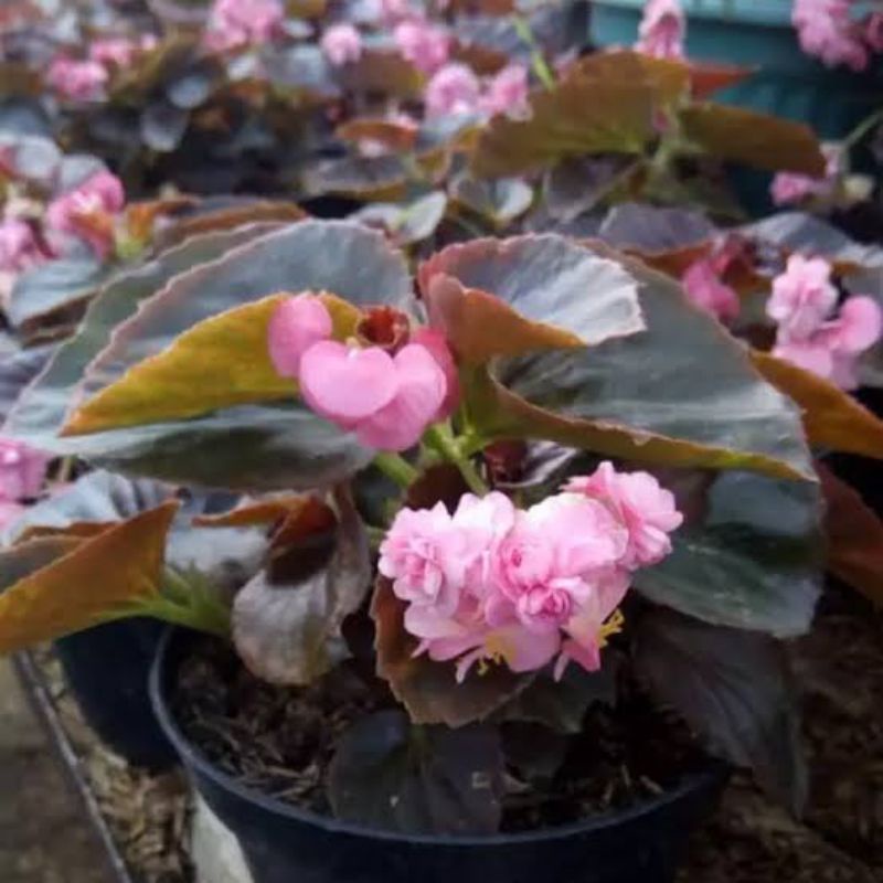 tanaman hias begonia mawar keadaan berbunga dan bunganya tumpuk