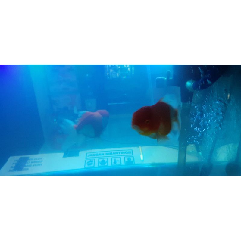 ikan hias mas koki oranda