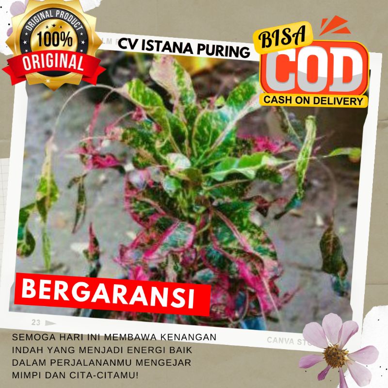 LANGKA Tanaman Hias Puring Cakar Ayam ORIGINAL