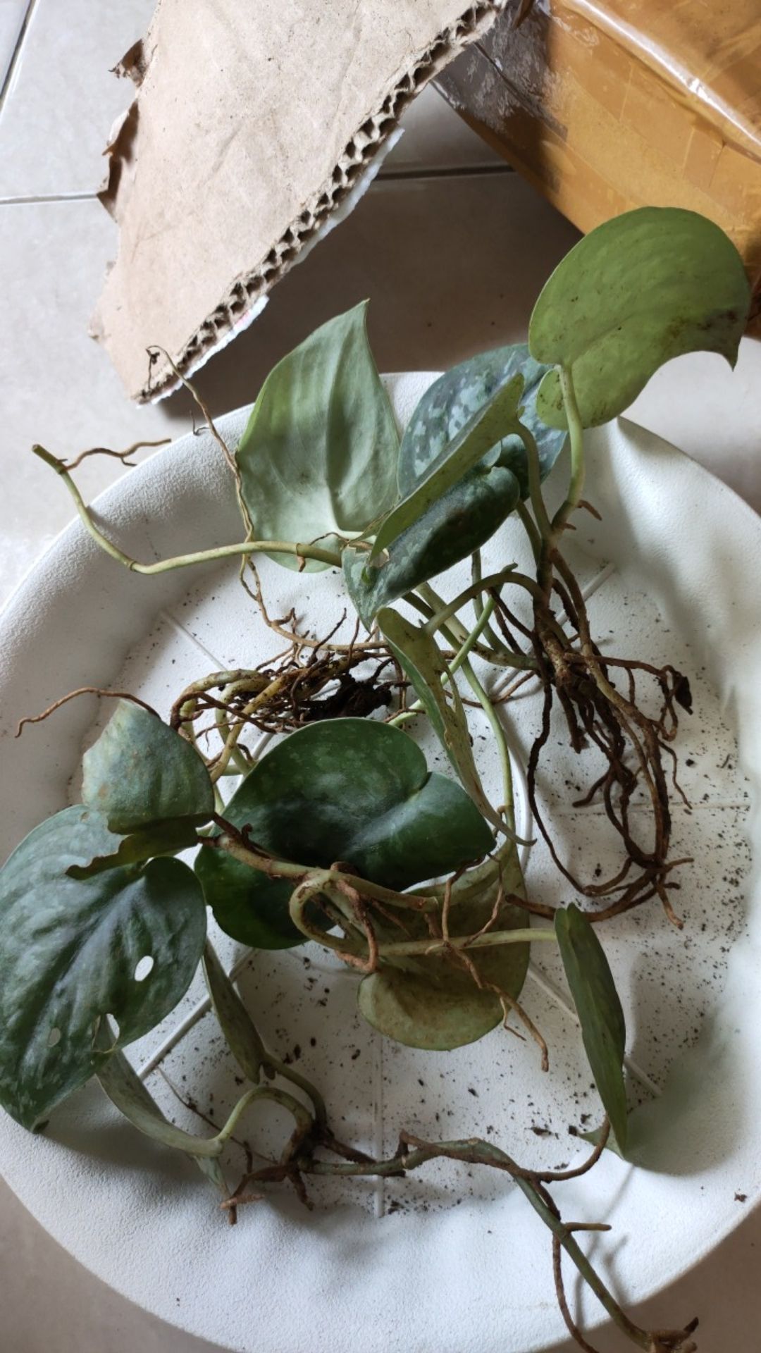 Scindapsus Exotica/sirih Silver