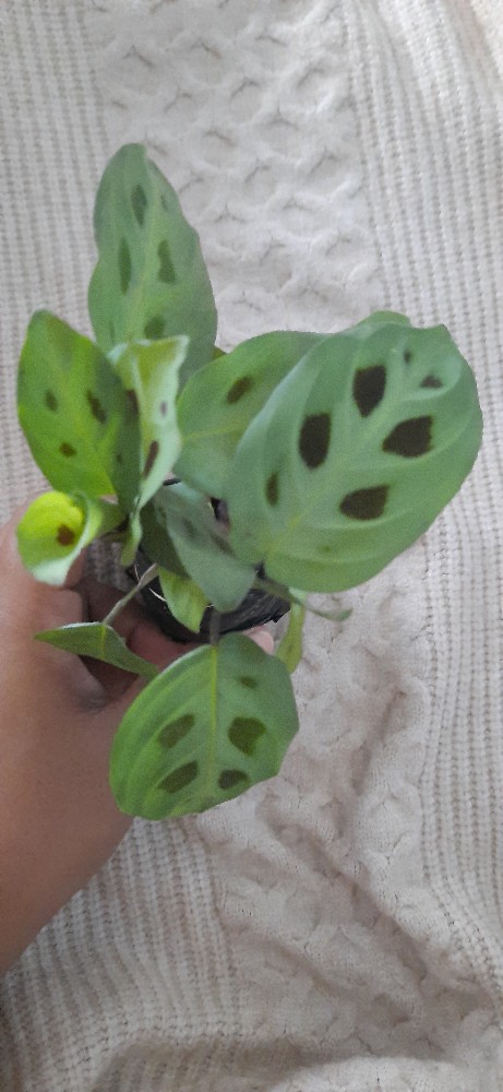 Calathea Leuconeura Var Kerchoviana | Kalatea Levonero