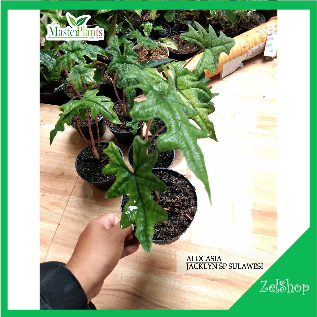 Alocasia Jacklyn SP Sulawesi Rawatan / Alokasia Tandu Rusa