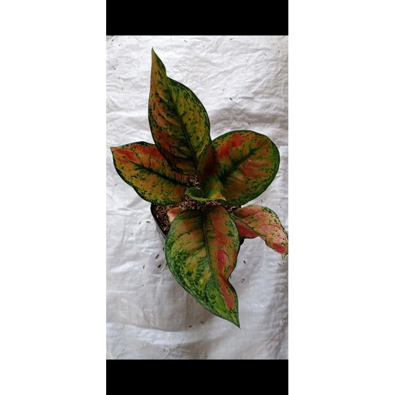Aglonema heng heng daun 4-5 sehat