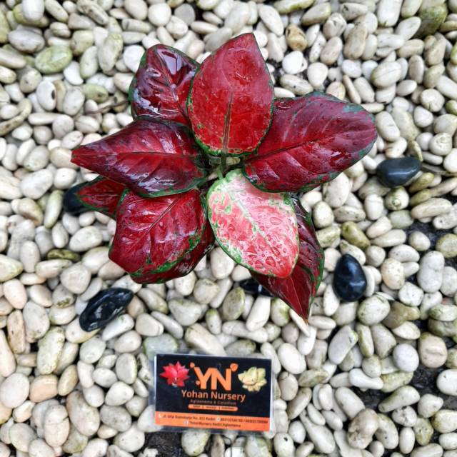 BLACK MARON/ Bunga/ Tanaman/ Aglo/ Aglonema/ Tanaman hias/ Bibit