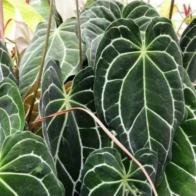 Kuping gajah cristalinum daun besar