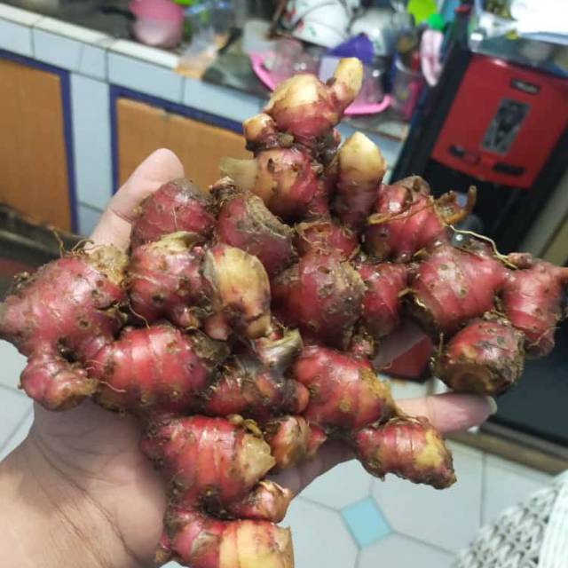 

Jahe merah bubuk murni tanpa gula