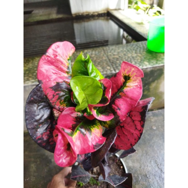 tanaman hias bunga puring apel merah klx langka bergaransi terjamin