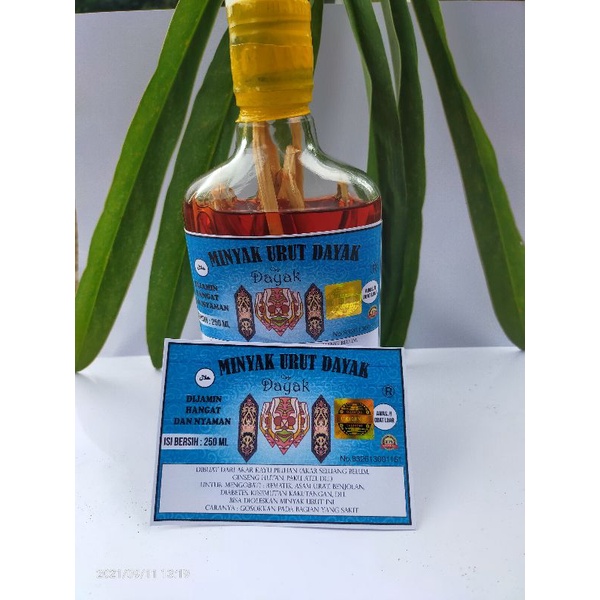 minyak Dayak minyak patah tulang minyak rematik saraf terjepit