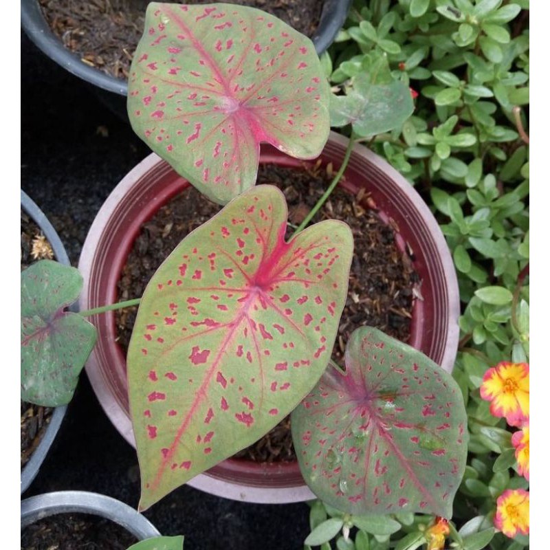 Tanaman Hias Caladium Leopard Tanaman Bunga Keladi Leopard Tanaman Hias Keladi Murah