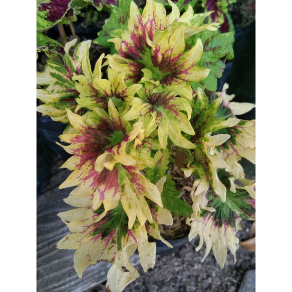 miana premium berakar