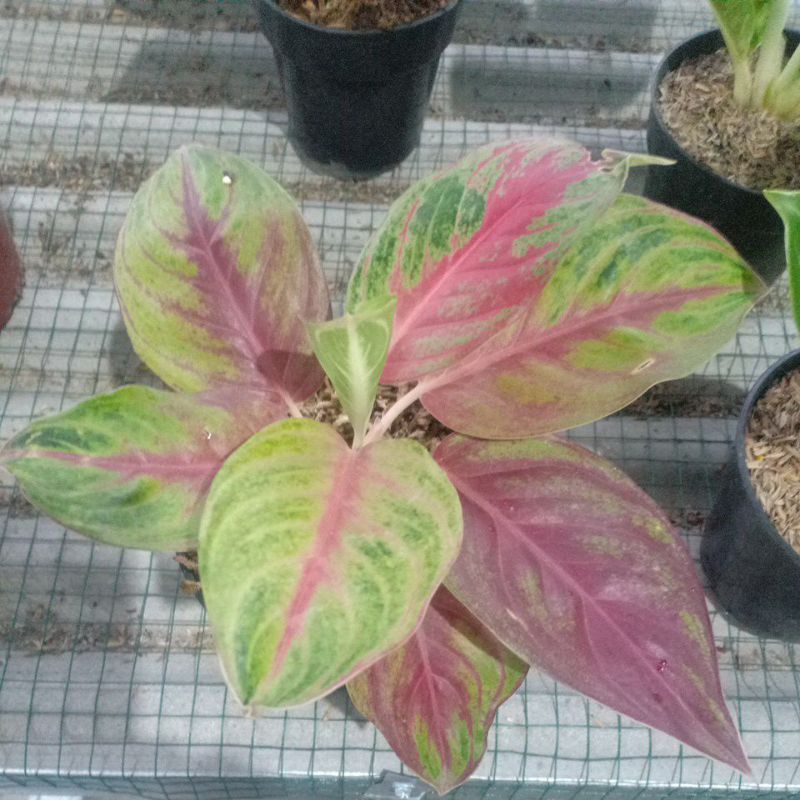 Bunga aglonema red Panama