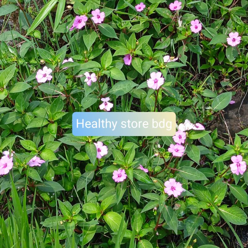 

Daun Pacar Air Segar Per 500 gram