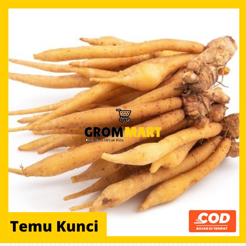 

Temu kunci segar 500 gram