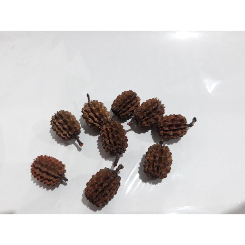 

Paket isi 10 biji Cemara Laut