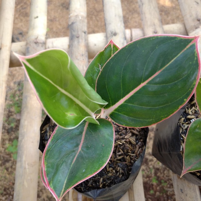 Aglonema Lipstik Flaminggo