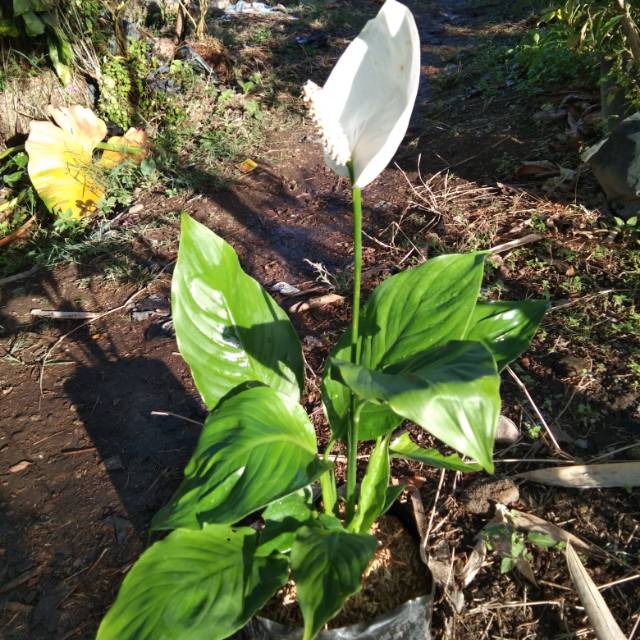 Tanaman Bunga Sepatu Filum