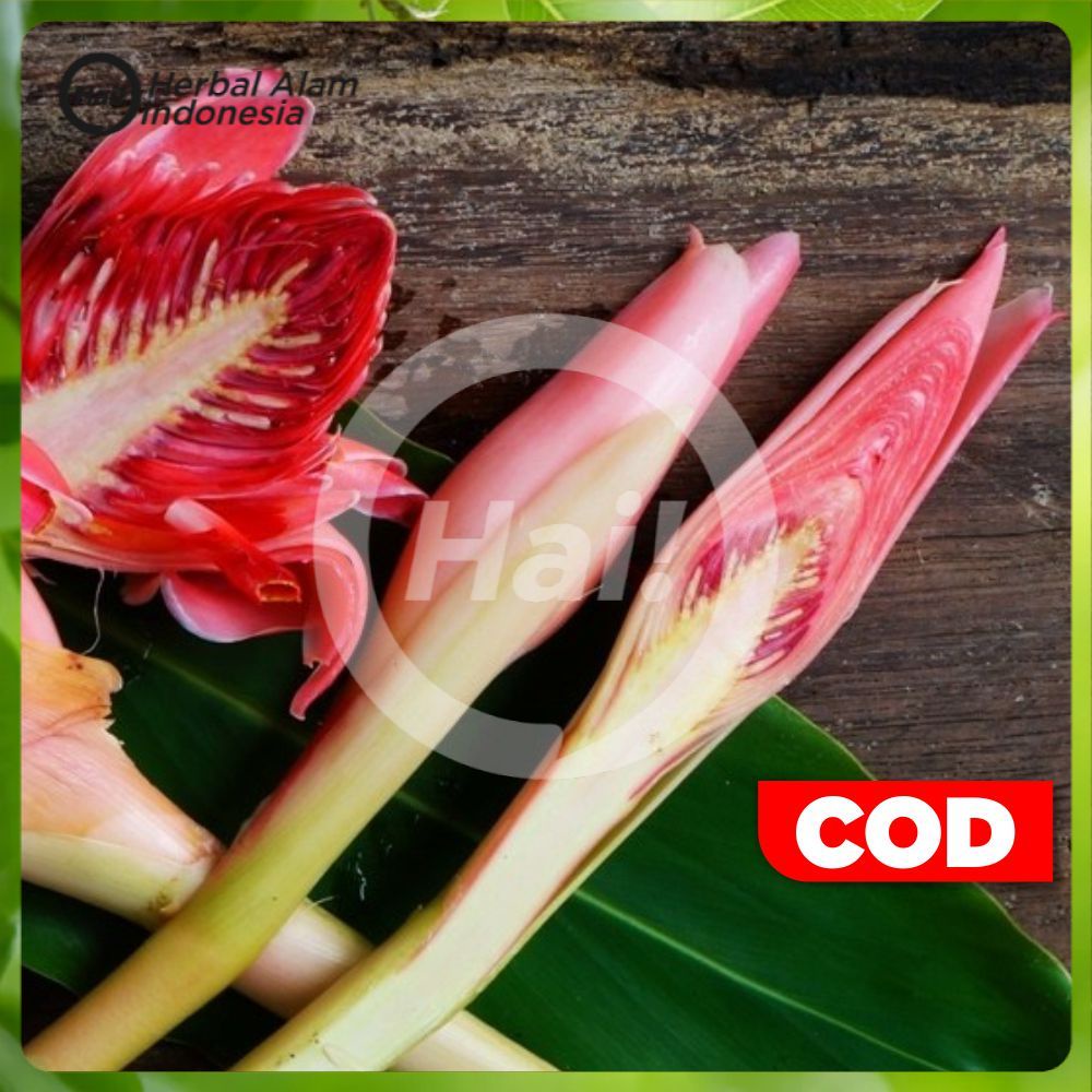 

Bunga Kecombrang Rombeh / Comrang / Bunga Honje Segar per 1 kg HAI STORE