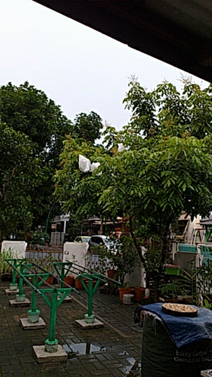 Fruit Cover / Brongsong Buah (xxl) Eceran (isi 10 Lembar)