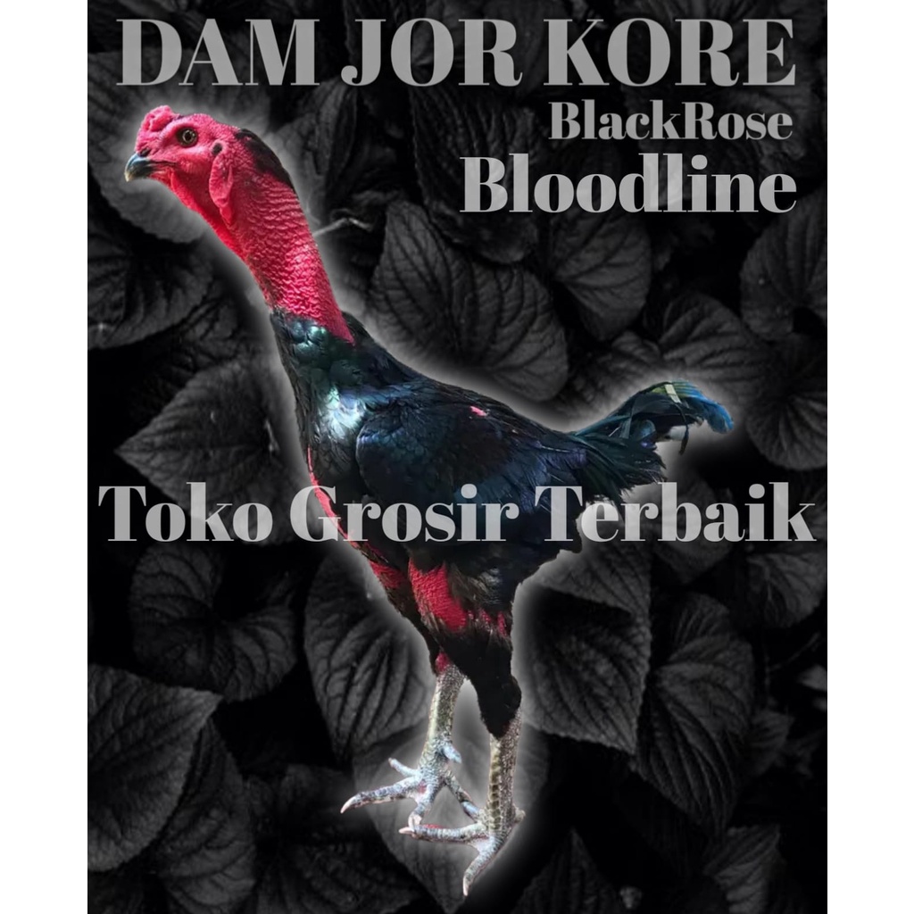 ayam bangkok super BLACKROSE ASLI line F1 telur tetas ori garansi 3 hari
