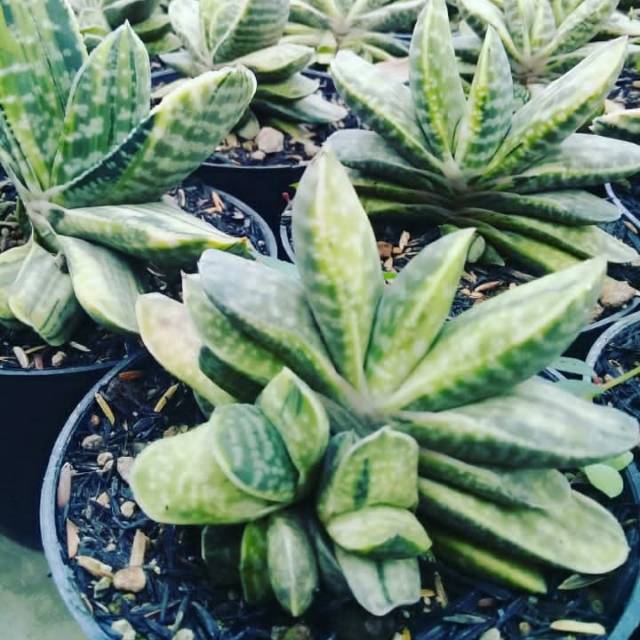 Gasteria