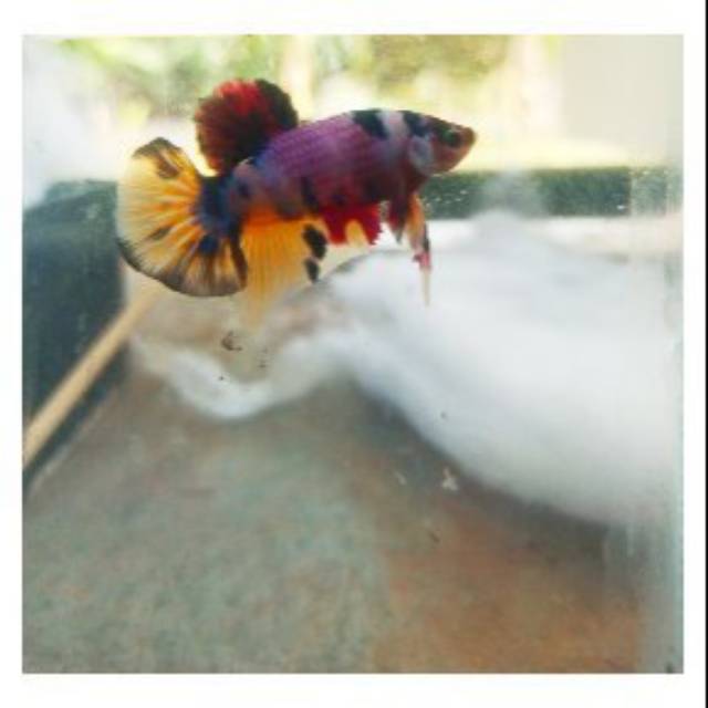 Ikan cupang nemo