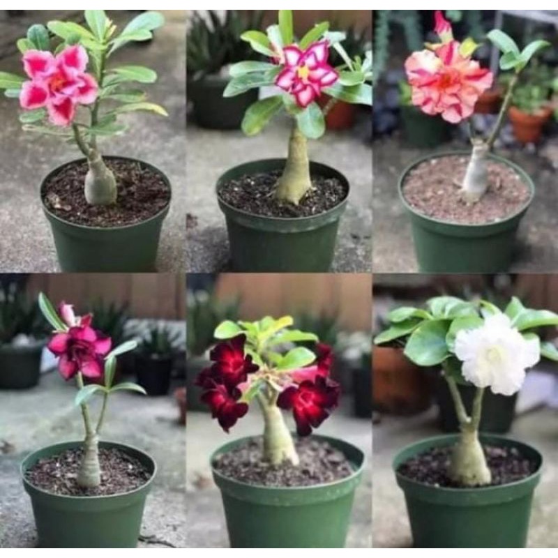 paket 6 bibit tanaman adenium