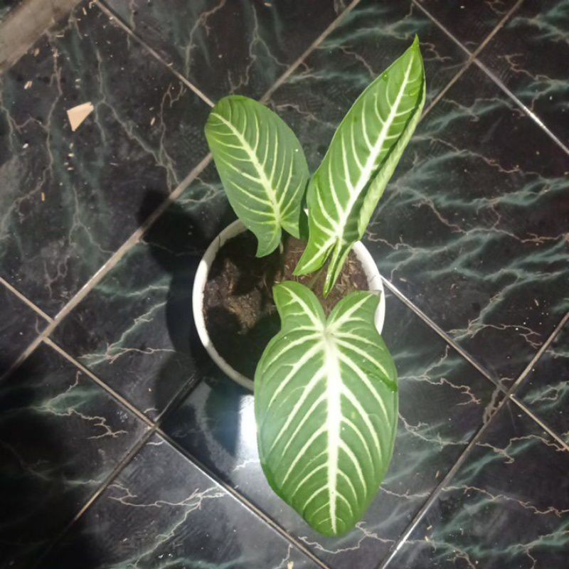 Tanaman hias lindeni xantasoma /keladi zebra