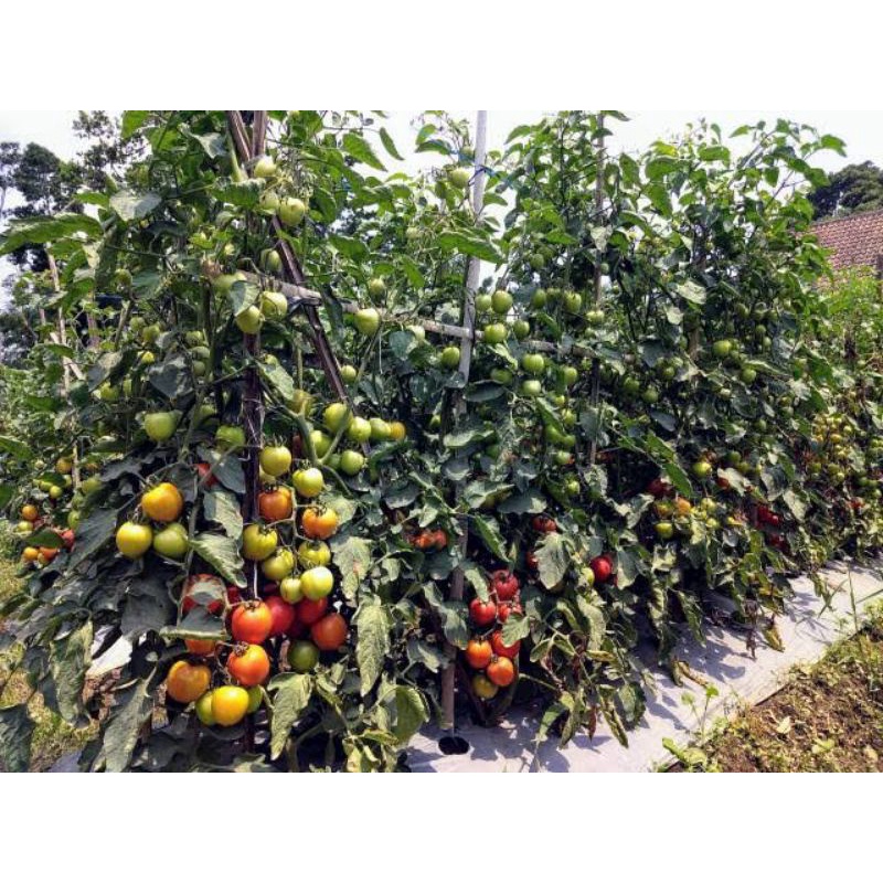 10 Biji  Benih tanaman sayur sayuran Tomat Unggulan GUSTAVI F1  Tahan Virus  Bibit Sayuran Benih Say