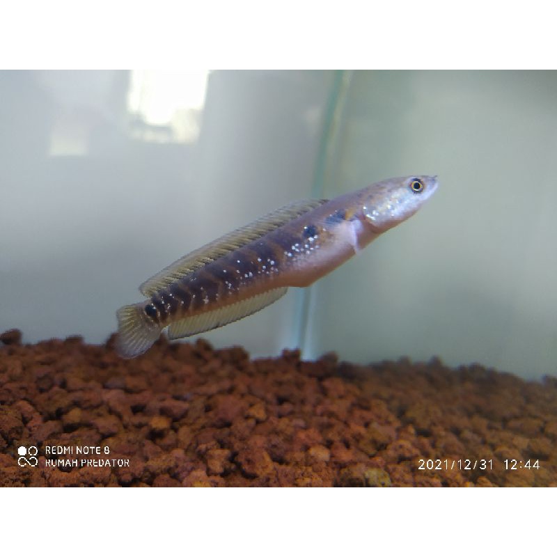 asiatica Red Stripe pure