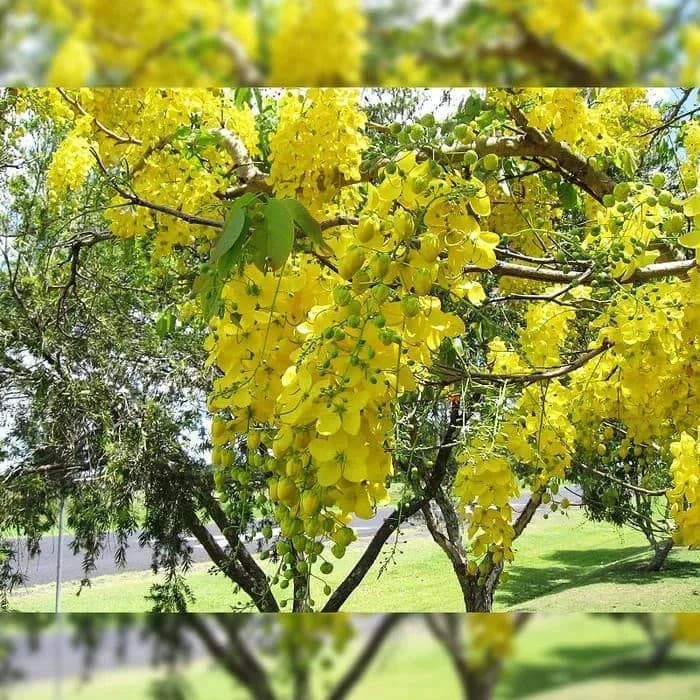 tanaman hias hujan emas - pohon hujan emas