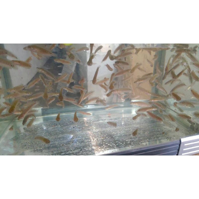 Baby asiatica white spot 4cm