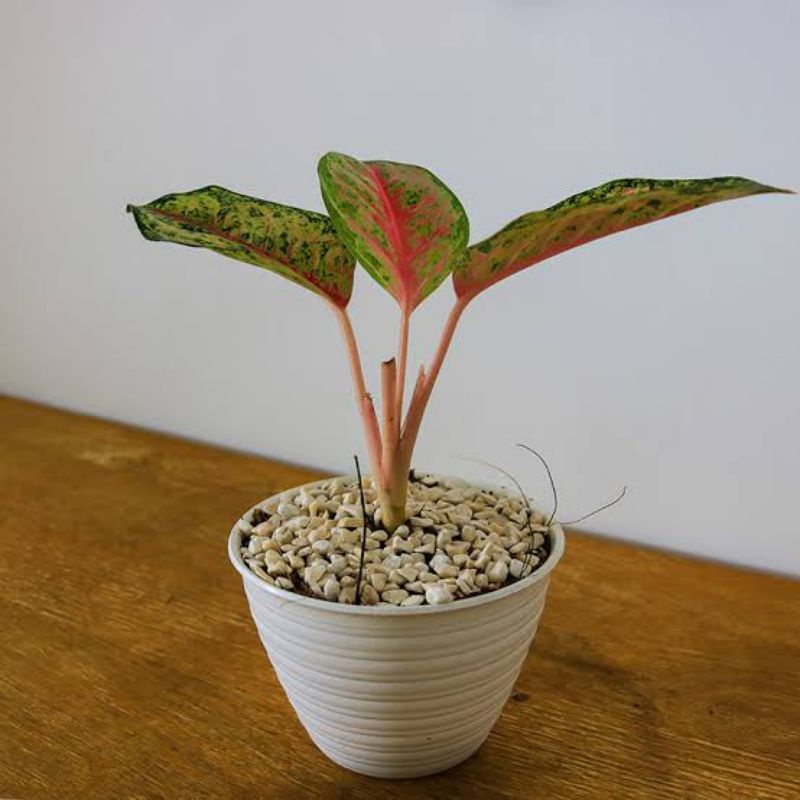 PROMO ANAKAN AGLONEMA SWEET DREAM