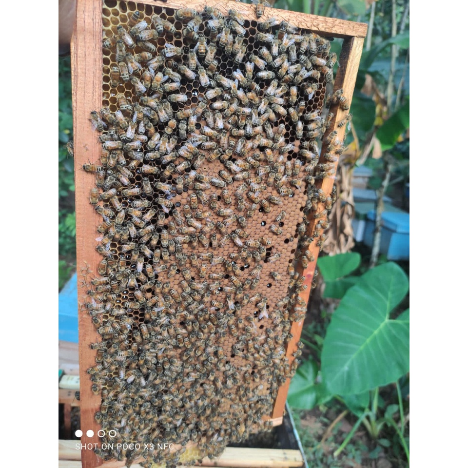 100% Madu Murni Hutan Hitam 250ml Meningkatkan Imun Nafsu Makan Manyembuhkan Radang Sariawan Panas Dalam Demam Batuk Flu Kolesterol Maag Diabetes Luka dll