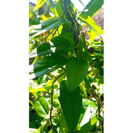 

ready lagi Daun cingcau Rambat fress order langsung petik