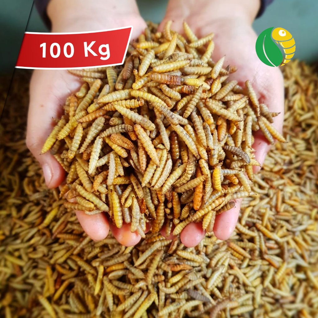 PAKET 100 kg GROSIR  Dry maggot Maggot kering KUNING GRADE A PREMIUM BERSIH TANPA MINYAK HI-GROWTH P