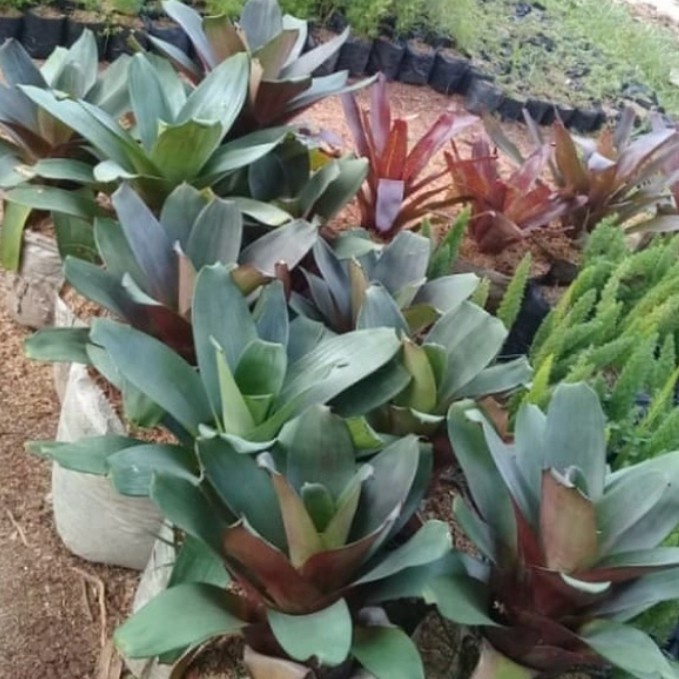 Pohon Bromelia Giant Tanaman Hias Bromelia Giant / jayen