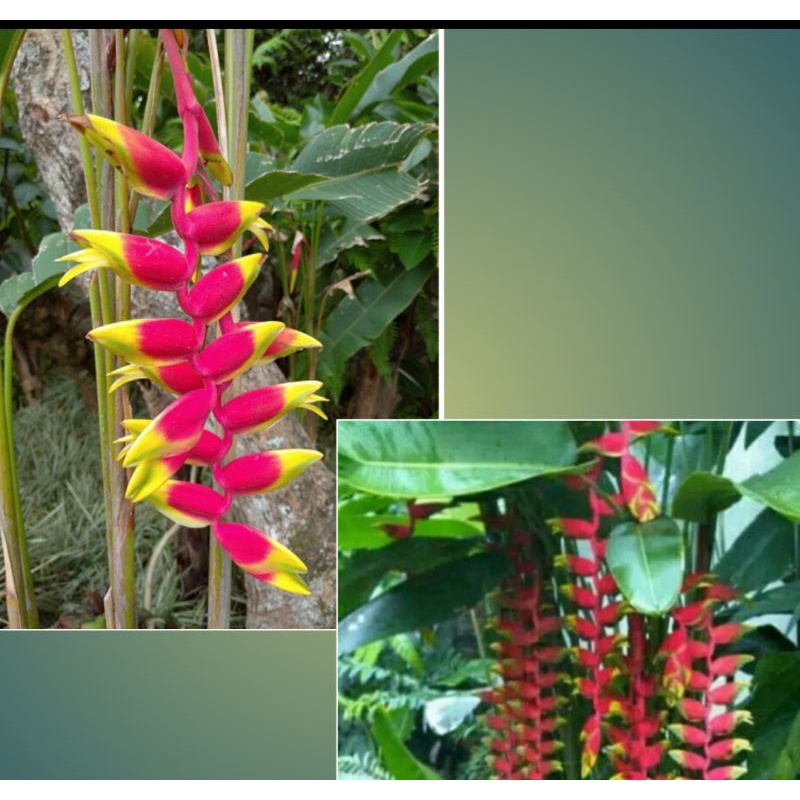 tanaman hiyas pisang pisangan heliconia rostrata