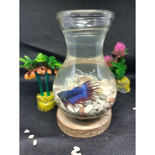 Vas kaca/Tank cupang/Aquarium mini Ikan cupang/DMJ 17/Aquarium kaca
