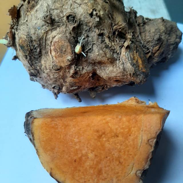 

Temulawak Kuning Asli